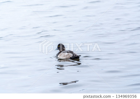 Drake Greater scaup swimming on a pond. Drake Greater scaup swimming on a pond. 134969356