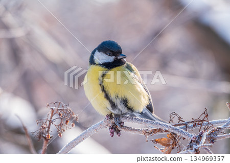 Cute bird Great tit, songbird sitting on a branch without leaves in the autumn or winter. 134969357