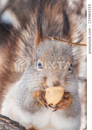 The squirrel with nut sits on tree in the winter or late autumn The squirrel with nut sits on tree in the winter or late autumn 134969359