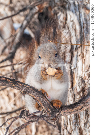 The squirrel with nut sits on tree in the winter or late autumn The squirrel with nut sits on tree in the winter or late autumn 134969360