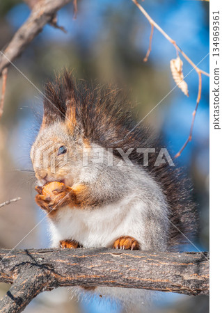 The squirrel with nut sits on tree in the winter or late autumn The squirrel with nut sits on tree in the winter or late autumn 134969361