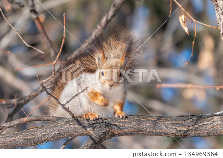 The squirrel sits on a branches without leaves in the winter or autumn 134969364