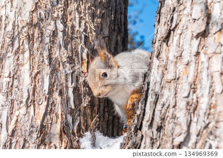 Portrait of a squirrel on a tree trunk 134969369