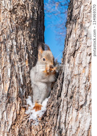 The squirrel with nut sits on tree in the winter or late autumn The squirrel with nut sits on tree in the winter or late autumn 134969370