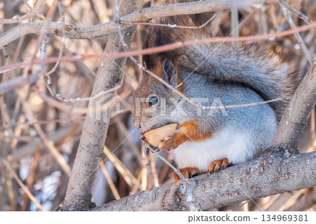 The squirrel with nut sits on tree in the winter or late autumn The squirrel with nut sits on tree in the winter or late autumn 134969381