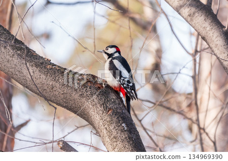 Little woodpecker sits on a tree trunk with snow in winter. The great spotted woodpecker, Dendrocopos major 134969390