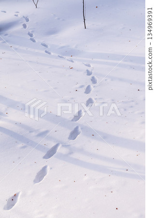 Traces of a hare and a fox chasing him on white snow in the forest. Traces of animals in snow. Hare, wolf, fox, dog, cat paws footprints in the forest. 134969391
