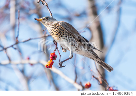 Fieldfare sitting on the bush and feeding on wild red apples in winter or early spring time. Fieldfare sitting on the bush and feeding on wild red apples in winter or early spring time. 134969394