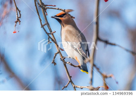 Bohemian Waxwing, Bombycilla garrulus, sitting on the bush and feeding on wild red apples in winter or early spring time. 134969396