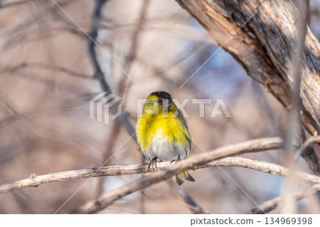 Eurasian siskin male, latin name spinus spinus, sitting on branch of tree. Cute little yellow songbird. 134969398