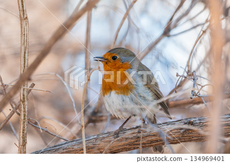 Cute bird the European Robin, Erithacus rubecula. sitting on the tree branch in winter. Cute bird the European Robin, Erithacus rubecula. sitting on the tree branch in winter. 134969401