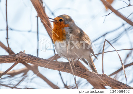 Cute bird the European Robin, Erithacus rubecula. sitting on the tree branch in winter. Cute bird the European Robin, Erithacus rubecula. sitting on the tree branch in winter. 134969402