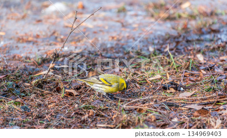 A male Eurasian siskin sits on the ground covered with dry leaves and grass. Carduelis spinus. song bird in the nature habitat. A male Eurasian siskin sits on the ground covered with dry leaves and grass. Carduelis spinus. song bird in the nature habitat. 134969403