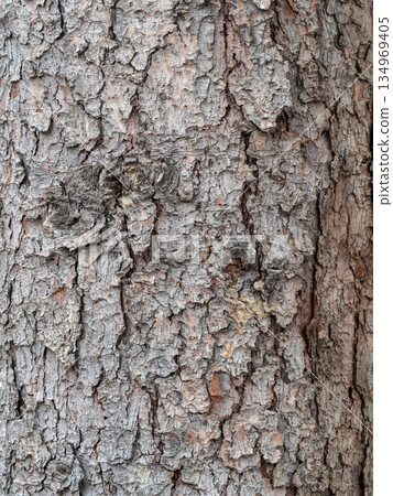 Bark texture and background of a old fir tree trunk. Detailed bark texture. Natural background Bark texture and background of a old fir tree trunk. Detailed bark texture. Natural background 134969405