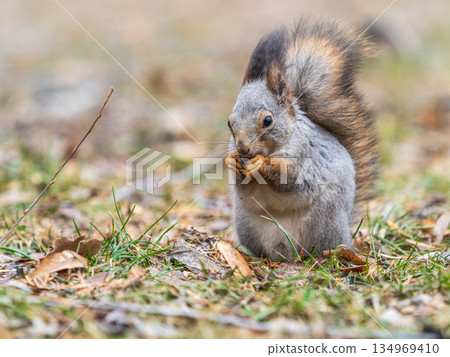 Squirrel in autumn or spring with nut on the green grass with fallen yellow leaves Squirrel in autumn or spring with nut on the green grass with fallen yellow leaves 134969410
