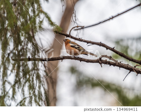 Common chaffinch, Fringilla coelebs, sits on a branch in spring on green background. Common chaffinch in wildlife. 134969411