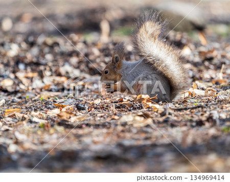 Squirrel in autumn or spring with nut on the green grass with fallen yellow leaves 134969414