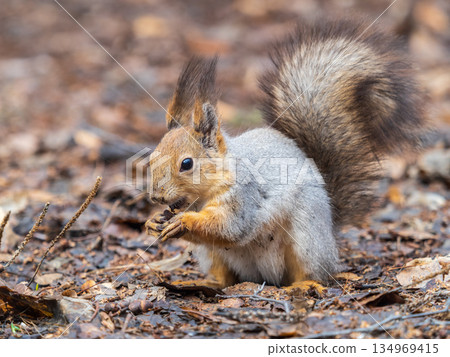 Squirrel in autumn or spring with nut on the green grass with fallen yellow leaves 134969415