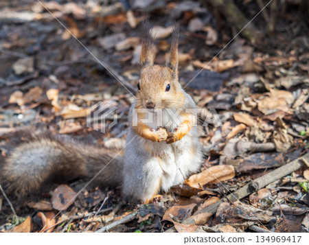 Squirrel in autumn or spring with nut on the green grass with fallen yellow leaves 134969417
