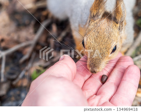 Squirrel eats nuts from a man's hand. Caring for animals in winter or autumn. Squirrel eats nuts from a man's hand. Caring for animals in winter or autumn. 134969418