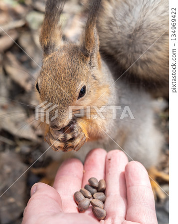 Squirrel eats nuts from a man's hand. Caring for animals in winter or autumn. 134969422