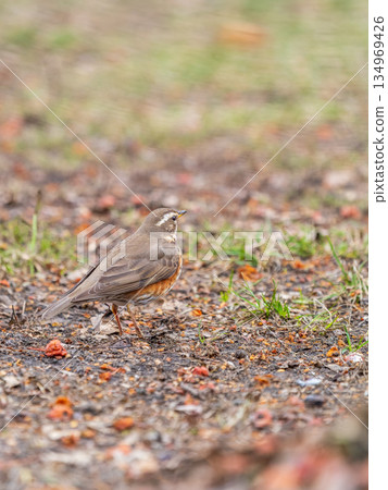 Wood bird Redwing, Turdus iliacus, on a sprng lawn. 134969426