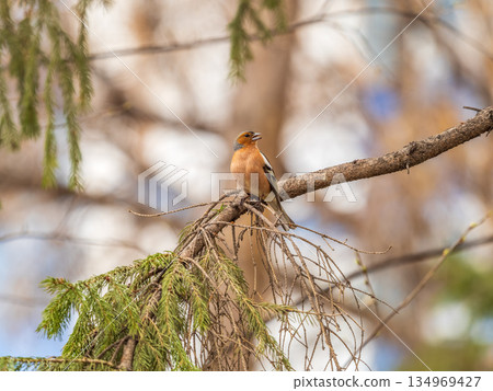 Common chaffinch, Fringilla coelebs, sits on a branch in spring on green background. Common chaffinch in wildlife. Common chaffinch, Fringilla coelebs, sits on a branch in spring on green background. Common chaffinch in wildlife. 134969427