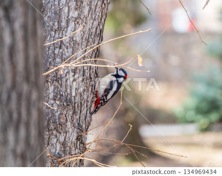 Little woodpecker sits on a tree trunk. The great spotted woodpecker, Dendrocopos major 134969434