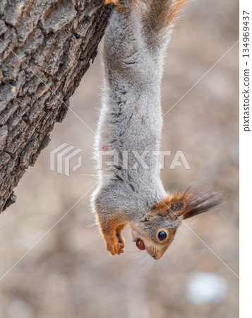 Squirrel sitting upside down on a tree trunk. The squirrel hangs upside down on a tree against colorful blurred background. Close-up. Squirrel sitting upside down on a tree trunk. The squirrel hangs upside down on a tree against colorful blurred background. Close-up. 134969437