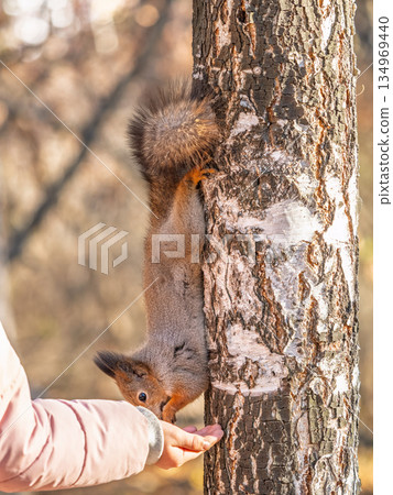 Girl feeds a squirrel with nuts in an autumn park. 134969440