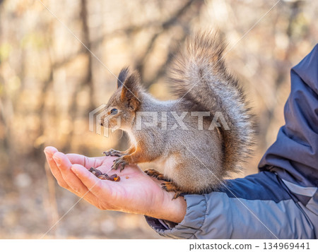 A squirrel in the spring or autumn eats nuts from a human hand. Eurasian red squirrel, Sciurus vulgaris 134969441