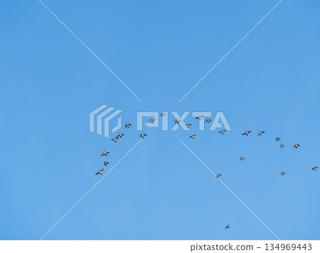 Flock of geese in flight 134969443