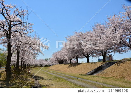 新潟縣長岡市越地河公園的櫻花盛開 134969598