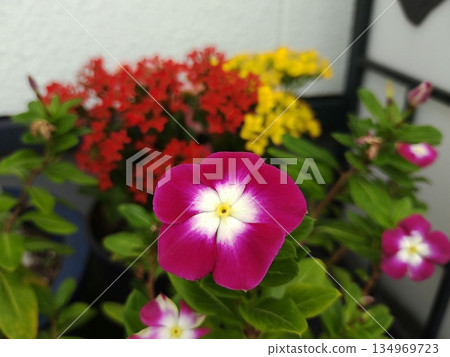 每日報春花與長壽花 每日報春花與長壽花 134969723