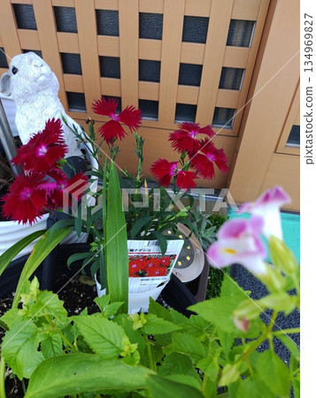 石竹和藍星花 石竹和藍星花 134969827