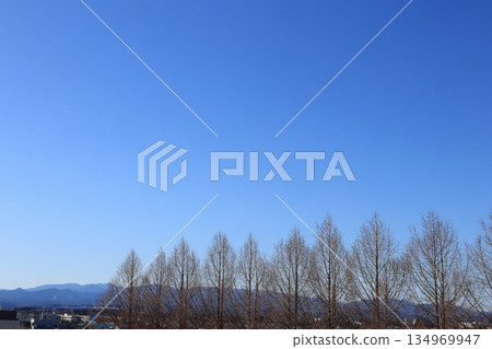 水杉、山脈和城市景觀 134969947