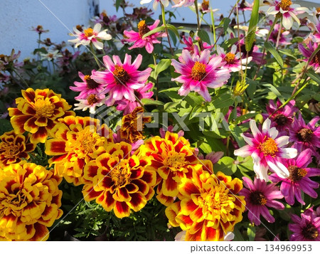 St. John's wreath and pink zinnia 1 134969953
