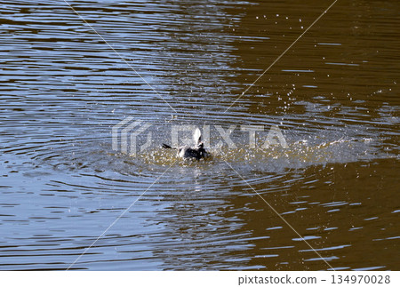 冬日池塘的水禽 134970028
