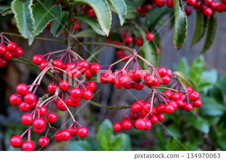 Sarcandra glabra Sarcandra glabra 134970063