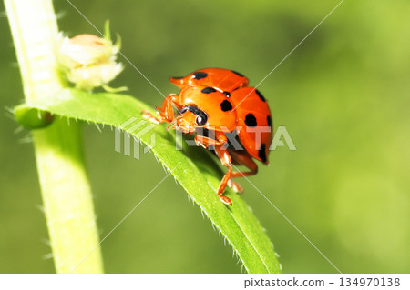 黑尾Tento 134970138