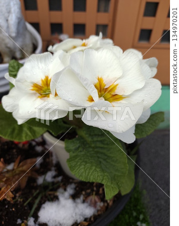 202502 Primula 1 134970201