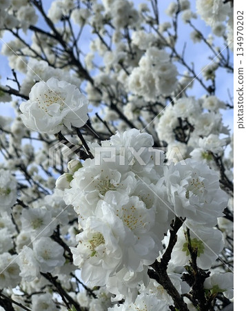 cherry blossoms like snow 134970202