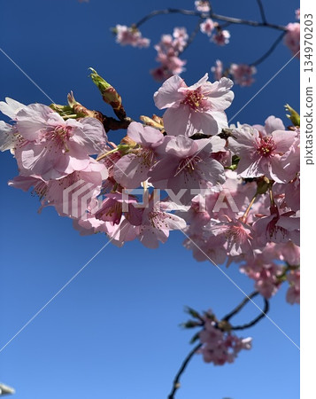 Cherry blossoms and blue sky Cherry blossoms and blue sky 134970203