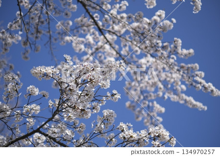 Cherry blossoms Cherry blossoms 134970257