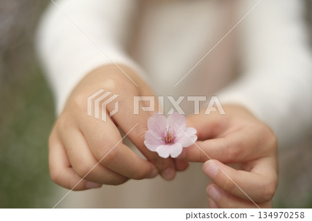 Child's hand and cherry blossoms Child's hand and cherry blossoms 134970258