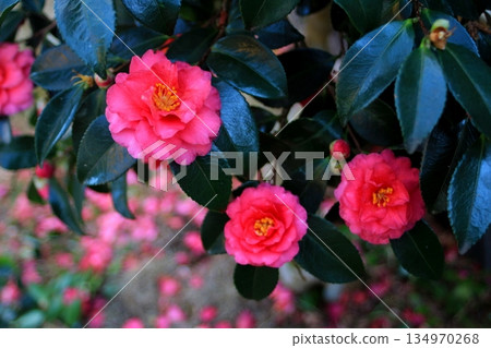 Red winter camellia flowers in full bloom 134970268