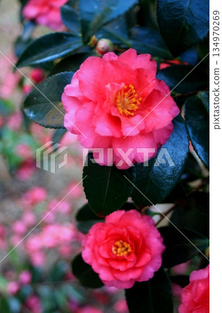 Red winter camellia flowers in full bloom Red winter camellia flowers in full bloom 134970269