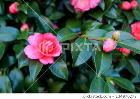 盛開的紅色冬山茶花。 134970272