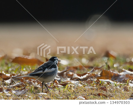 地上有一隻白鶺鴒 134970303