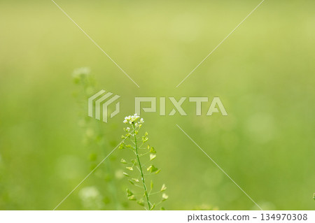 White shepherd's flowers blooming in the spring field White shepherd's flowers blooming in the spring field 134970308